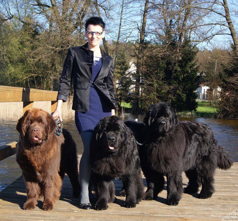 Фото: ньюфаундленд Brownblood MSK Armata Loyar Aid (Браунблад МСК Армата Лойар Аид)