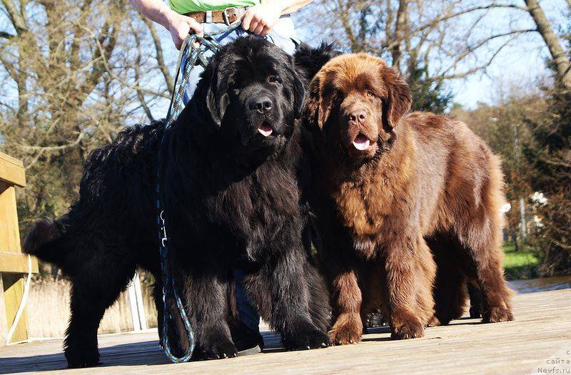 Фото: ньюфаундленд Brownblood MSK Armata Loyar Aid (Браунблад МСК Армата Лойар Аид)