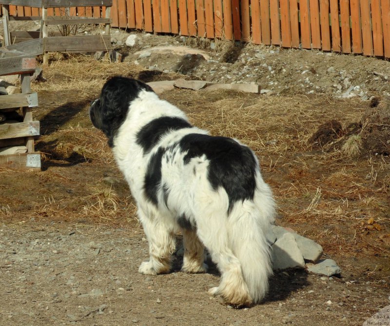 Фото: ньюфаундленд Mag Ispolin Morskaya Jemchujina (Маг Исполин Морская Жемчужина)