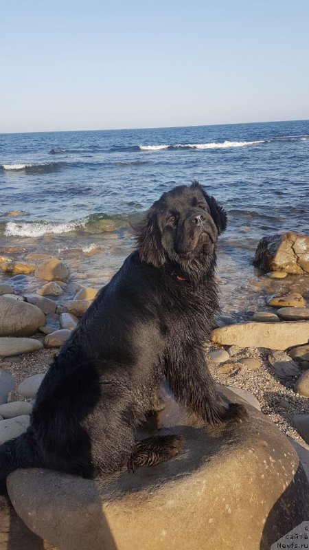Фото: ньюфаундленд Talisman Morya Korvet (Талисман Моря Корвет)