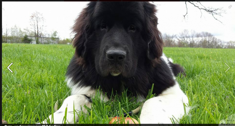 Фото: ньюфаундленд Vandjelis YEvrika Brilliant Pomor'ya (Ванджелис Эврика Бриллиант Поморья)