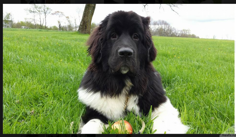 Фото: ньюфаундленд Vandjelis YEvrika Brilliant Pomor'ya (Ванджелис Эврика Бриллиант Поморья)