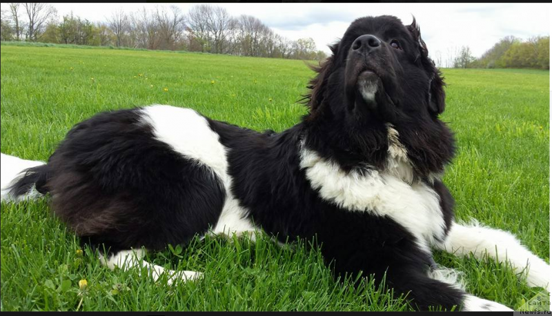 Фото: ньюфаундленд Vandjelis YEvrika Brilliant Pomor'ya (Ванджелис Эврика Бриллиант Поморья)