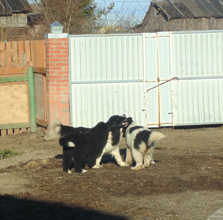 Фотография № 224309