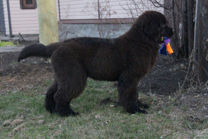 Фото: ньюфаундленд Akvian Song Tornado (Аквиан Сонг Торнадо)