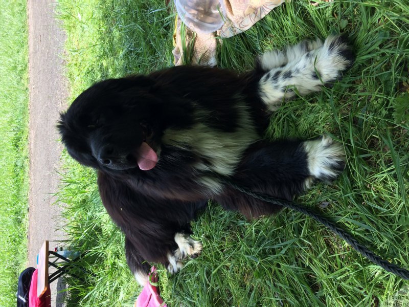 Фото: ньюфаундленд Zvezdochet ot Sibirskogo Medvedya (Звездочет от Сибирского Медведя)