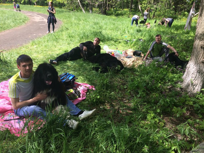 Фото: ньюфаундленд Zvezdochet ot Sibirskogo Medvedya (Звездочет от Сибирского Медведя)