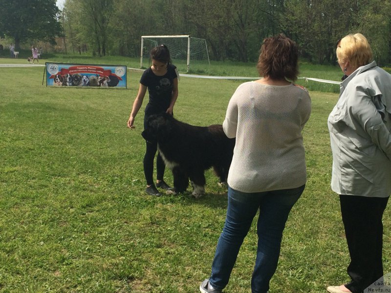 Фото: ньюфаундленд Zvezdochet ot Sibirskogo Medvedya (Звездочет от Сибирского Медведя)