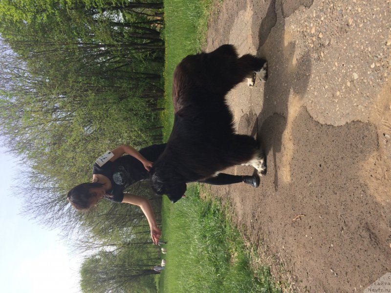 Фото: ньюфаундленд Zvezdochet ot Sibirskogo Medvedya (Звездочет от Сибирского Медведя)
