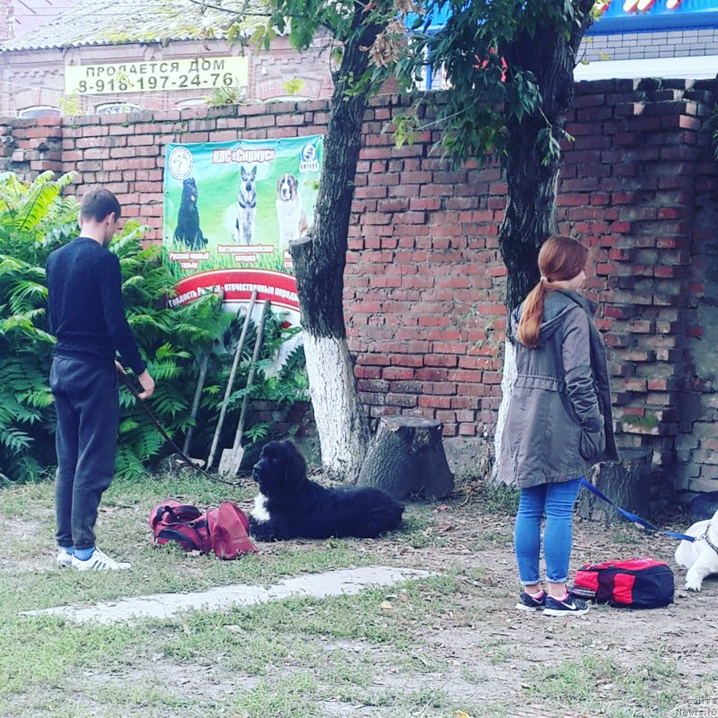 Фото: ньюфаундленд Zvezdochet ot Sibirskogo Medvedya (Звездочет от Сибирского Медведя)