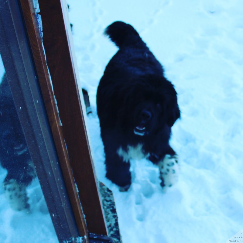 Фото: ньюфаундленд Zvezdochet ot Sibirskogo Medvedya (Звездочет от Сибирского Медведя)