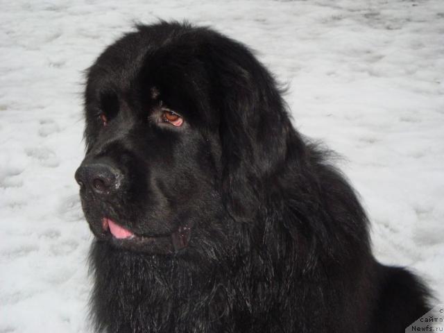 Фото: ньюфаундленд Piternyuf Zhora Piterskiy (Питерньюф Жора Питерский)