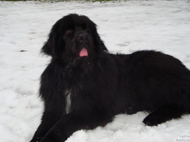 Фото: ньюфаундленд Piternyuf Zhora Piterskiy (Питерньюф Жора Питерский)