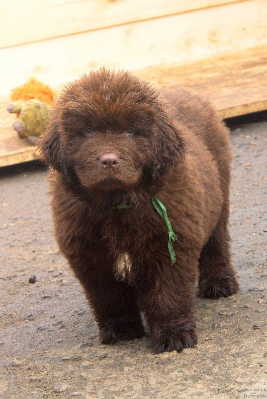 Фото: ньюфаундленд Brownblood MSK Drimi Ein (Браунблад МСК Дрими Эйн)