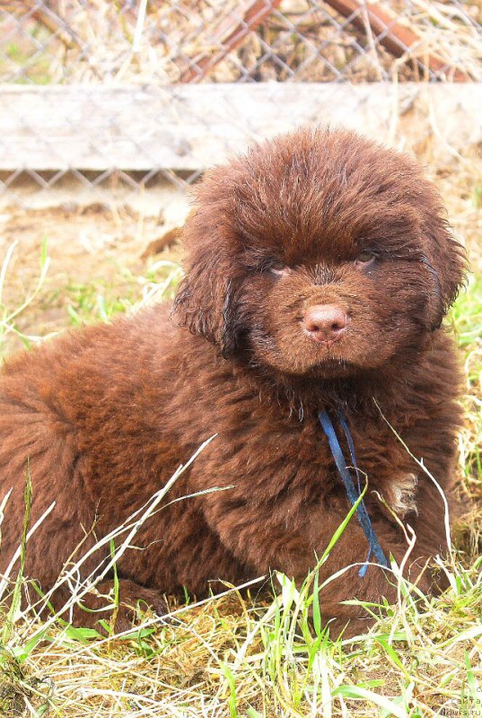 Фото: ньюфаундленд Braunblad MSK Dvayt Garnet (Браунблад МСК Двайт Гарнет)