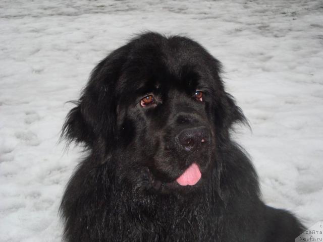 Фото: ньюфаундленд Piternyuf Zhora Piterskiy (Питерньюф Жора Питерский)