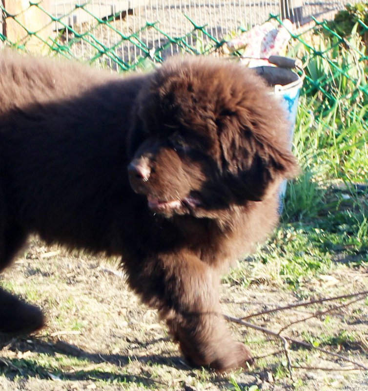 Фото: ньюфаундленд Brownblood MSK Lyon Labi-Roni (Браунблад  МСК Лион Лаби-Рони)