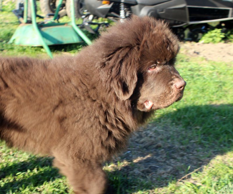 Фото: ньюфаундленд Brownblood MSK Lyon Labi-Roni (Браунблад  МСК Лион Лаби-Рони)