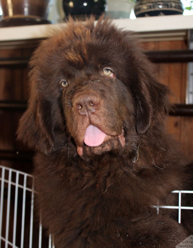 Фото: ньюфаундленд Brownblood MSK Lyon Labi-Roni (Браунблад  МСК Лион Лаби-Рони)