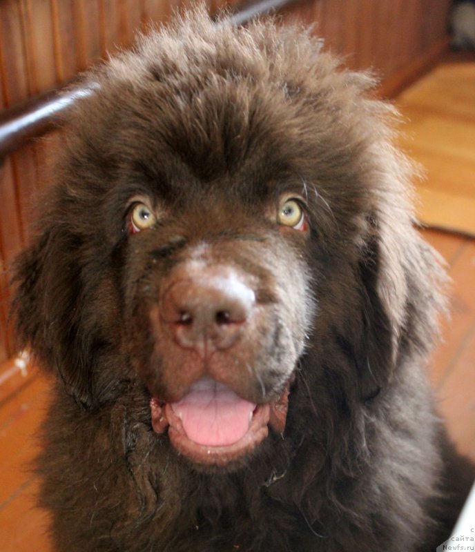 Фото: ньюфаундленд Brownblood MSK Lyon Labi-Roni (Браунблад  МСК Лион Лаби-Рони)