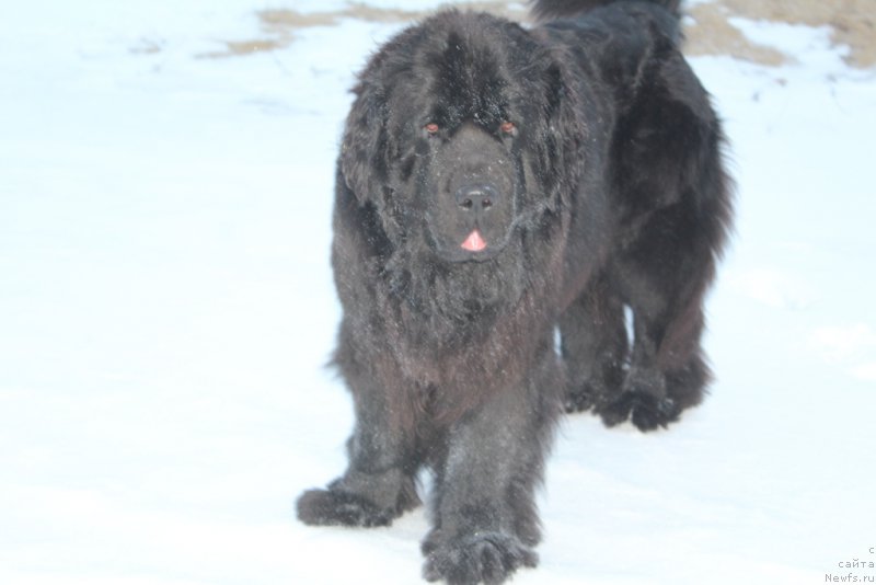 Фото: ньюфаундленд Anabelle Kvin of zye Mountayns (Анабелле Квин оф зэ Моунтайнс)