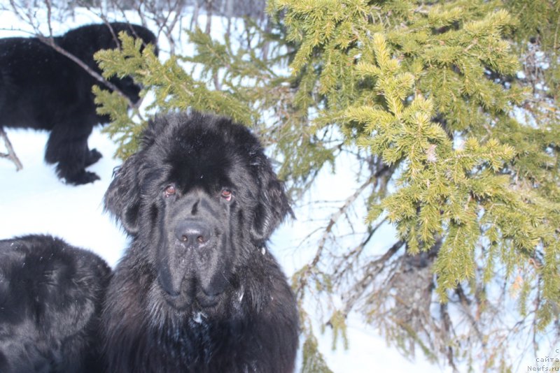 Фото: ньюфаундленд Daymond King (Даймонд Кинг)