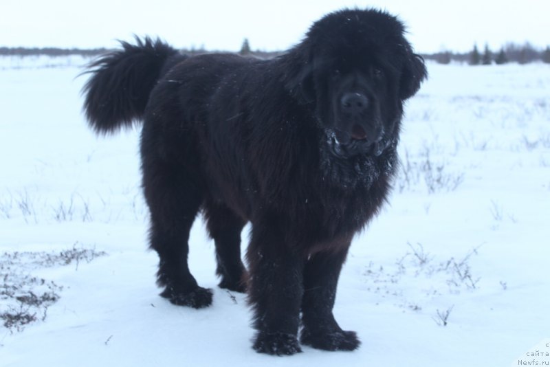 Фото: ньюфаундленд Daymond King (Даймонд Кинг)