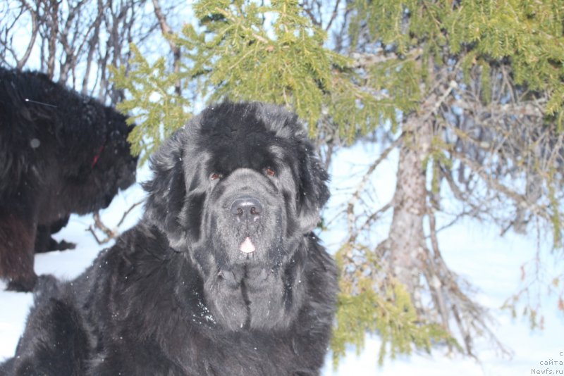 Фото: ньюфаундленд YAntarnaya Mechta (Янтарная Мечта)