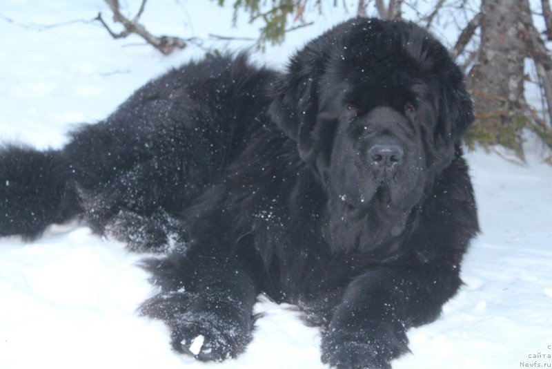 Фото: ньюфаундленд YAntarnaya Mechta (Янтарная Мечта)