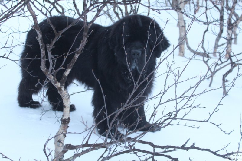 Фото: ньюфаундленд Beguschaya po Volnam Zero Kool (Бегущая по Волнам Зеро Коол)