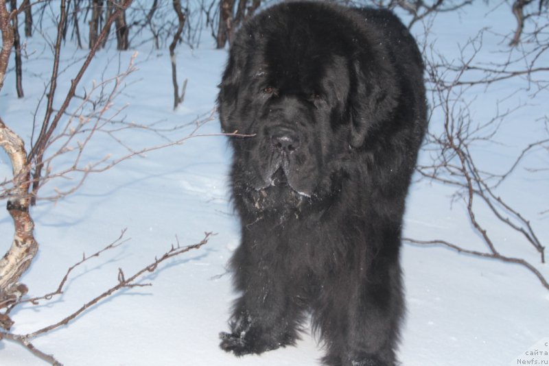 Фото: ньюфаундленд Beguschaya po Volnam Zero Kool (Бегущая по Волнам Зеро Коол)