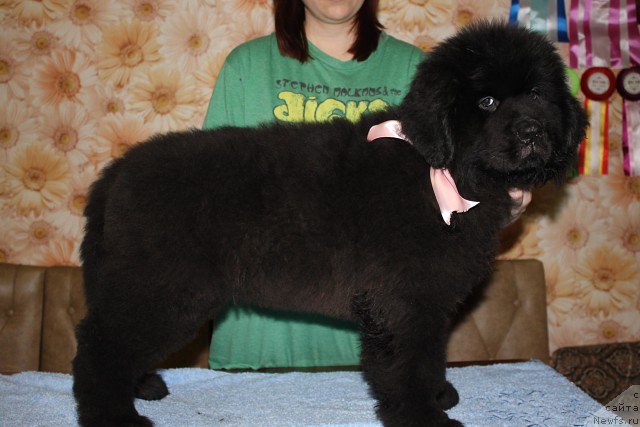 Фото: ньюфаундленд Irada Slavnaya Doch' Matveya (Ирада Славная Дочь Матвея)