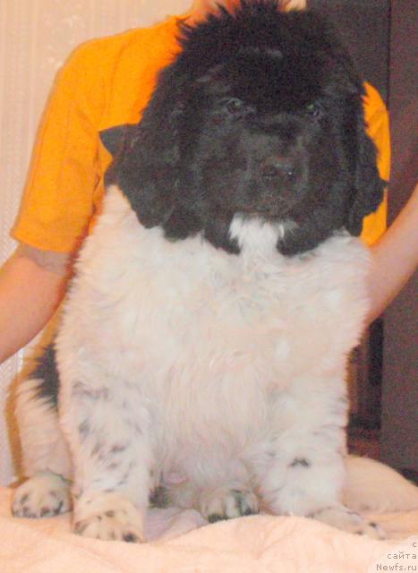 Фото: ньюфаундленд Lavissimo Byella (Лависсимо Бэлла)