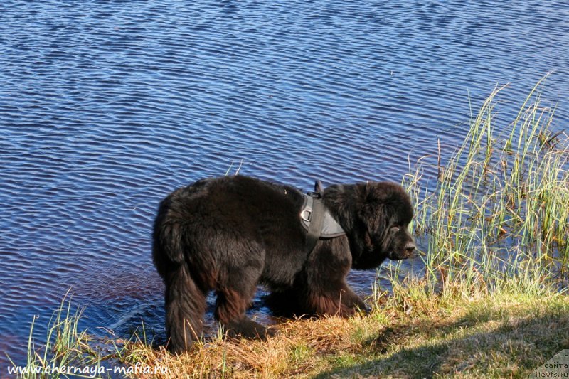 Фото: ньюфаундленд Chernaya Mafia Because I Am Worth It (Черная Мафия Бекаусе И Ам Вортх Ит)