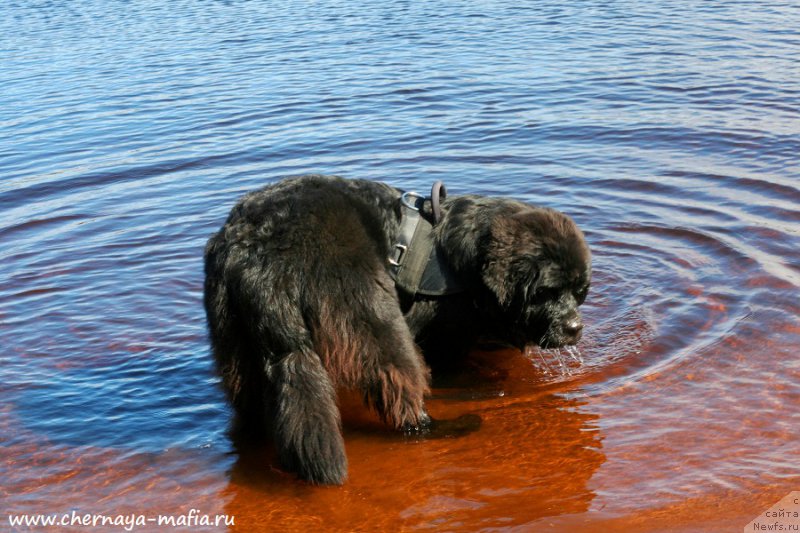 Фото: ньюфаундленд Chernaya Mafia Because I Am Worth It (Черная Мафия Бекаусе И Ам Вортх Ит)