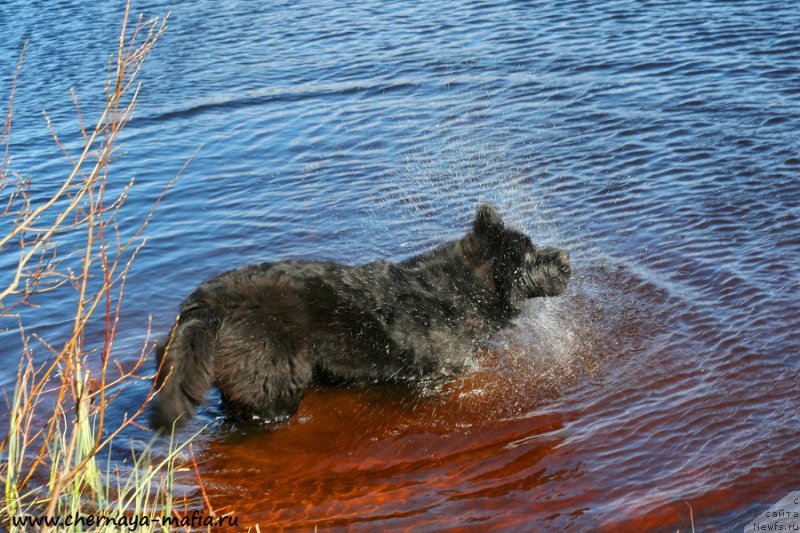 Фото: ньюфаундленд Chernaya Mafia Because I Am Worth It (Черная Мафия Бекаусе И Ам Вортх Ит)