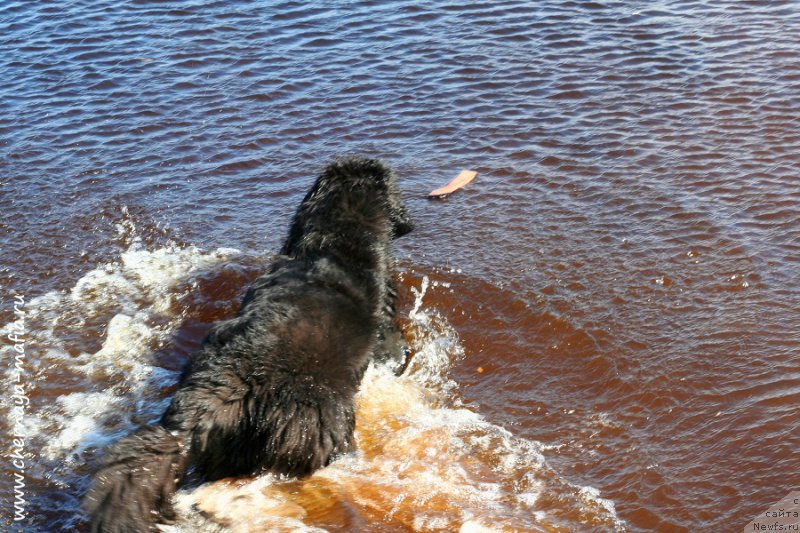 Фото: ньюфаундленд Chernaya Mafia Because I Am Worth It (Черная Мафия Бекаусе И Ам Вортх Ит)