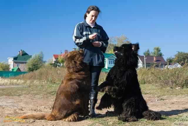 Фото: ньюфаундленд Lesnaya Skazka Izol'da (Лесная Сказка Изольда), Nadejda Momot (Надежда Момот), ньюфаундленд Ygan s Toyanova Gorodka (Юган с Тоянова Городка)