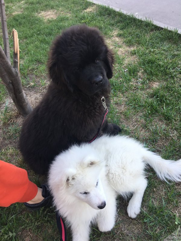 Фото: ньюфаундленд Brownblood MSK Lavy Neman (Браунблад MCК Лави Нэман)