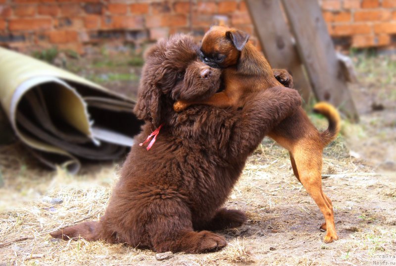 Фото: ньюфаундленд Brownblood MSK Darley Rinna (Браунблад МСК Дарли Ринна)