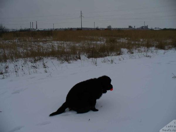 Фото: ньюфаундленд Plyushevaya Panda Mona-Liza (Плюшевая Панда Мона-Лиза)