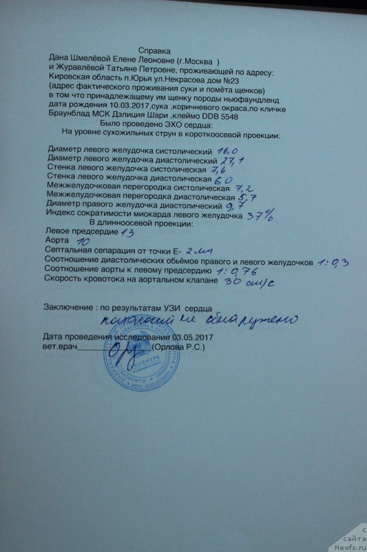 Фото: ньюфаундленд Brownblood MSK Delicia Shari (Браунблад МСК Дэлиция Шари)