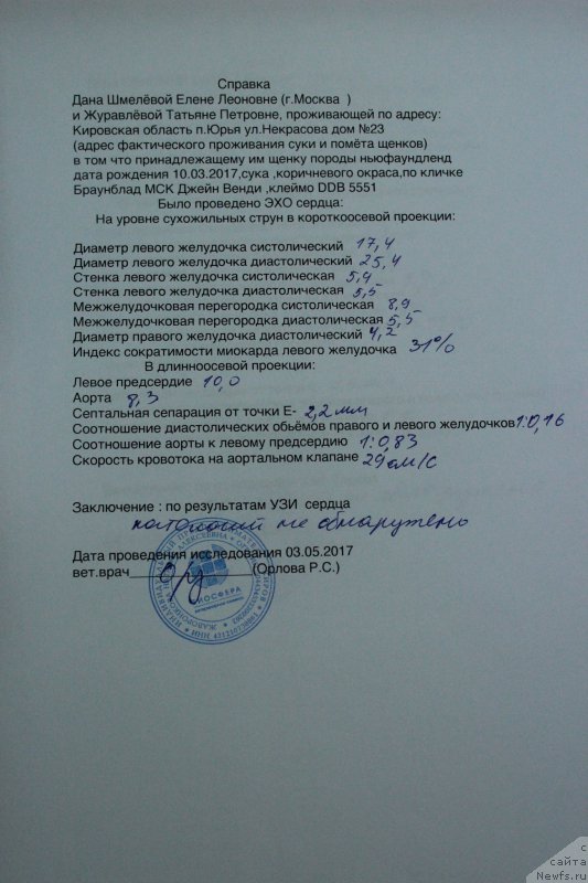 Фото: ньюфаундленд Braunblad MSK Djeyn Vendi (Браунблад МСК Джейн Венди)