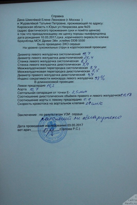 Фото: ньюфаундленд Brownblood MSK Drimi Ein (Браунблад МСК Дрими Эйн)