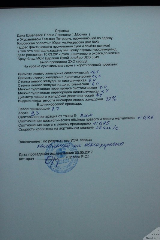 Фото: ньюфаундленд Brownblood MSK Darlina Joy (Браунблад МСК Дарлина Джой)