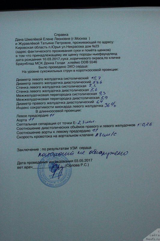 Фото: ньюфаундленд Braunblad MSK Donna Goldi (Браунблад МСК Донна Голди)