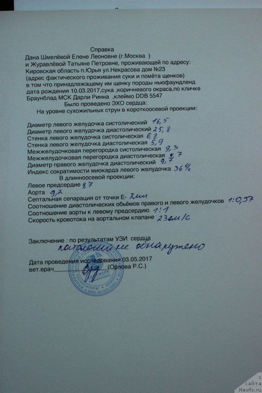 Фото: ньюфаундленд Brownblood MSK Darley Rinna (Браунблад МСК Дарли Ринна)