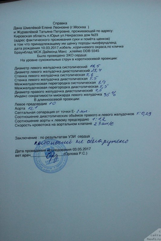 Фото: ньюфаундленд Braunblad MSK Daymond Maks (Браунблад МСК Даймонд Макс)