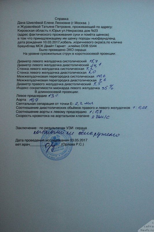 Фото: ньюфаундленд Braunblad MSK Dvayt Garnet (Браунблад МСК Двайт Гарнет)