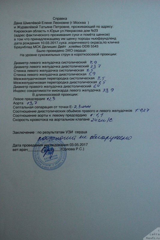 Фото: ньюфаундленд Brownblood MSK Delicious Deyt (Браунблад МСК Делишес Дейт)